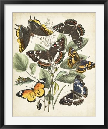 Framed Non-Embellished Butterfly Haven II Print