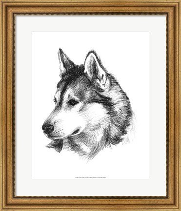 Framed Canine Study III Print