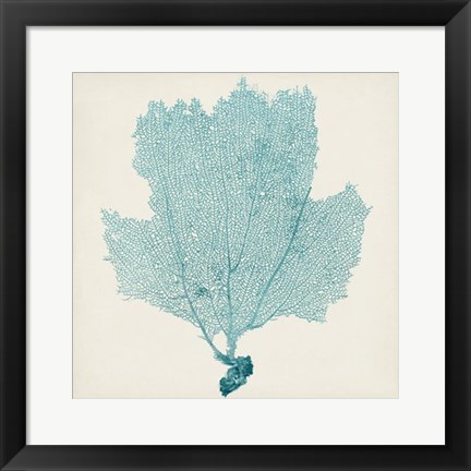 Framed Sea Fan III Print