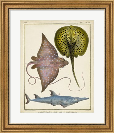 Framed Antique Rays &amp; Fish II Print