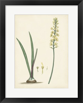 Framed Splendors of Botany VI Print