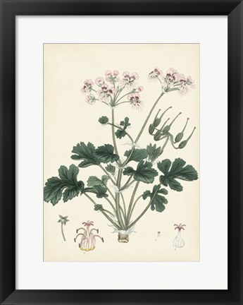 Framed Splendors of Botany IX Print