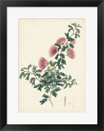 Framed Splendors of Botany X Print
