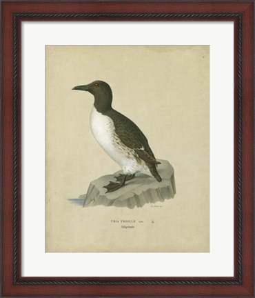 Framed Antique Penguin II Print