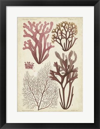 Framed Seaweed Specimen in Coral II Print