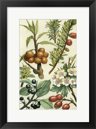 Framed Fruits &amp; Foliage III Print