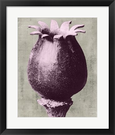 Framed Blossfeldt Redeux I Print