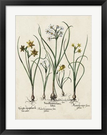 Framed Besler Narcissus II Print