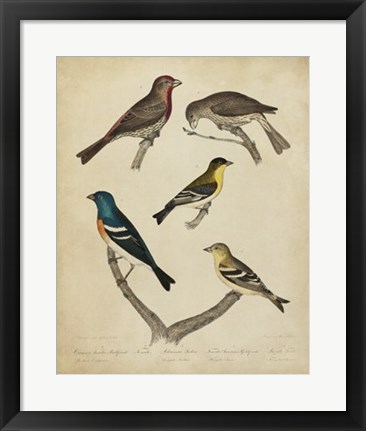 Framed Bonapart Birds I Print