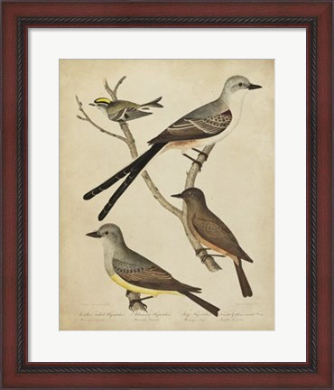 Framed Bonapart Birds II Print