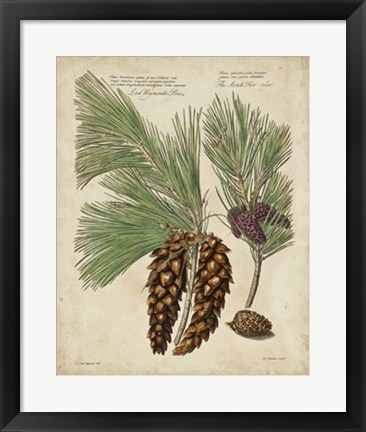 Framed Antique Conifers II Print