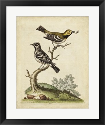 Framed Edwards Bird Pairs VIII Print