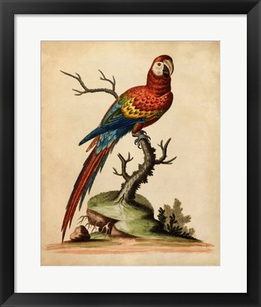 Framed Edwards Parrots I Print