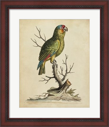 Framed Edwards Parrots III Print