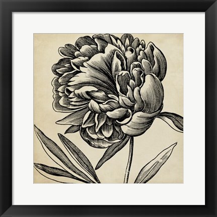 Framed Graphic Floral II Print