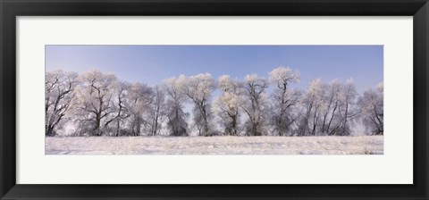 Framed Cottonwood trees covered with snow, Lower Klamath Lake, Siskiyou County, California, USA Print