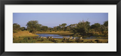 Framed Grevy&#39;s zebra and African buffalo&#39;s grazing on a landscape, Samburu, Kenya Print