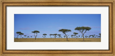Framed Acacia trees on a landscape, Maasai Mara National Reserve, Kenya Print