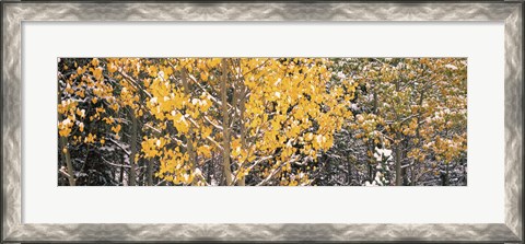 Framed Aspen trees in autumn, Grand Teton National Park, Wyoming, USA Print