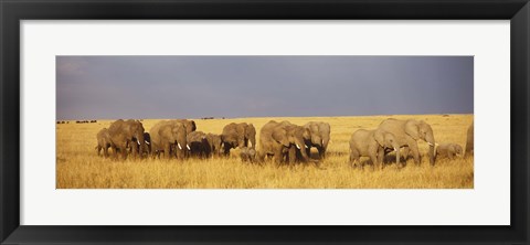 Framed Elephants on the Grasslands, Masai Mara National Reserve, Kenya Print