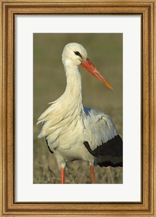 Framed Close-up of an European white stork, Ngorongoro Conservation Area, Arusha Region, Tanzania (Ciconia ciconia) Print