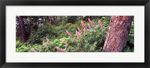 Framed Hollyhock (Alcea rosea) flowers in a national park, Grand Teton National Park, Wyoming, USA Print