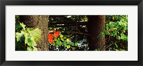 Framed Red Maple Leaves, Connecticut Print