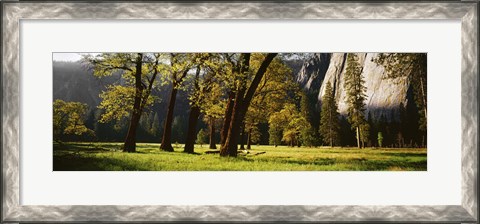 Framed Trees near the El Capitan, Yosemite National Park, California, USA Print