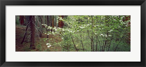 Framed Flowering dogwood in bloom at sunrise, Sequoia National Park, California, USA Print