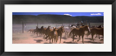 Framed Close up of Horses running in a field, Colorado Print