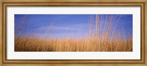 Framed Prairie Grass, Blue Sky, Marion County, Illinois, USA Print