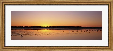 Framed Pelicans and other wading birds at sunset, J.N. Ding Darling National Wildlife Refuge, Sanibel Island, Florida, USA Print