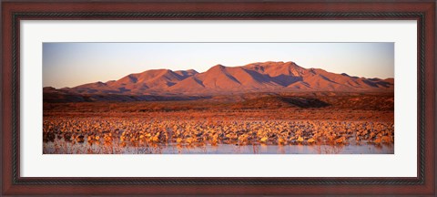 Framed Sandhill Crane, Bosque Del Apache, New Mexico, USA Print