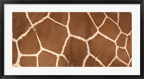 Framed Close-up of a reticulated giraffe markings Print