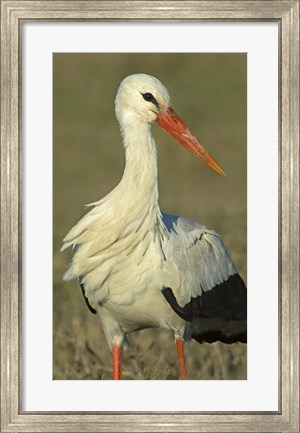 Framed Close-up of an European white stork, Ngorongoro Conservation Area, Arusha Region, Tanzania (Ciconia ciconia) Print