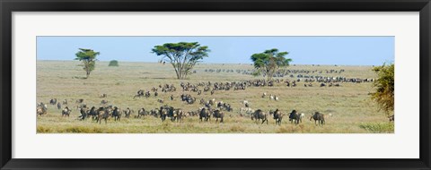 Framed Herd of wildebeest and zebras in a field, Ngorongoro Conservation Area, Arusha Region, Tanzania Print