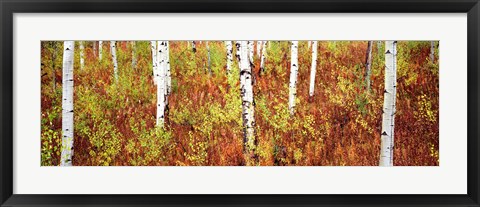 Framed Aspen trees in a forest, Shadow Mountain, Grand Teton National Park, Wyoming, USA Print