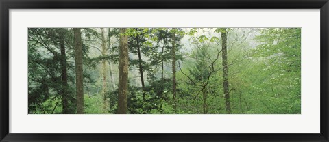 Framed Trees in spring forest, Turkey Run State Park, Parke County, Indiana, USA Print