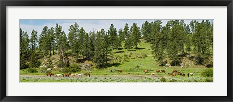 Framed Horses on roundup, Billings, Montana, USA Print