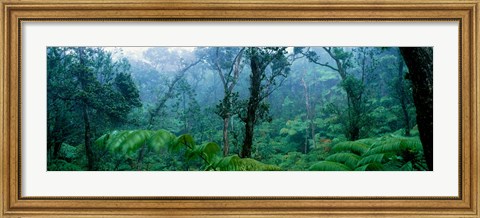 Framed Trees in a rainforest, Hawaii Volcanoes National Park, Big Island, Hawaii, USA Print