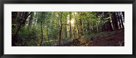 Framed Dogwood trees in a forest, Sequoia National Park, California, USA Print