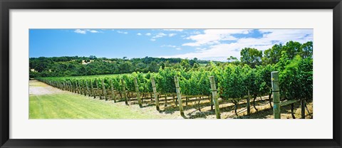 Framed Vineyard, Margaret River, Western Australia, Australia Print