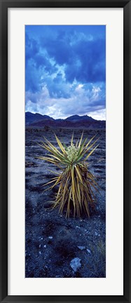 Framed Yucca flower in Red Rock Canyon National Conservation Area, Las Vegas, Nevada, USA Print