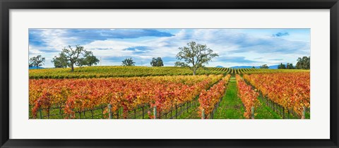 Framed Autumn color vineyards, Guerneville Road, Sonoma County, California, USA Print