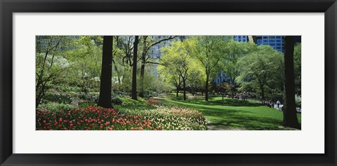 Framed Red and white tulips around trees, Central Park, Manhattan, New York City, New York State, USA Print