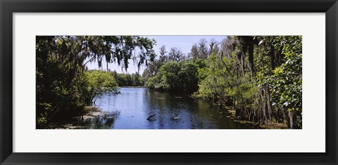 Framed River passing through a forest, Hillsborough River, Lettuce Lake Park, Tampa, Hillsborough County, Florida, USA Print
