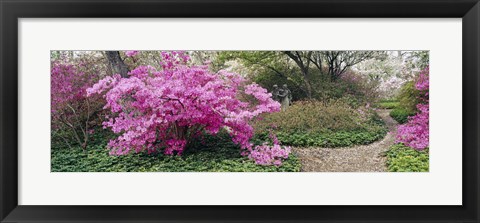 Framed Azalea flowers in a garden, Garden of Eden, Ladew Topiary Gardens, Monkton, Baltimore County, Maryland, USA Print