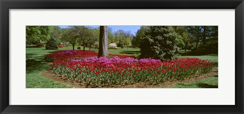 Framed Azalea and Tulip Flowers in a park, Sherwood Gardens, Baltimore, Maryland, USA Print