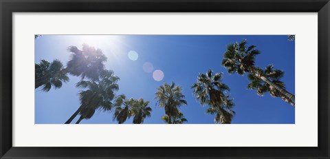 Framed Low angle view of palm trees, Downtown San Jose, San Jose, Santa Clara County, California, USA Print