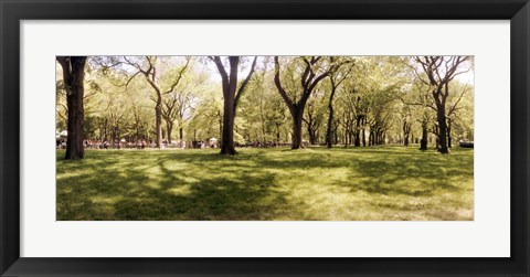 Framed Trees and grass in a Central Park in the spring time, New York City, New York State, USA Print
